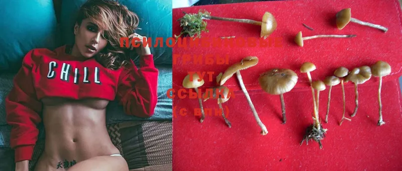 Галлюциногенные грибы Psilocybine cubensis  где продают   Кубинка 